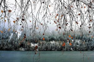winter, lake, leaves, birch, beautiful nature, nature background, branches, twigs, foliage, tree, nature, nature wallpaper, snow, hd wallpaper, cold, fog, mist, hill, scenic, cool wallpaper, winter, winter, winter, winter, winter, birch, snow, snow, cool wallpaper, cool wallpaper