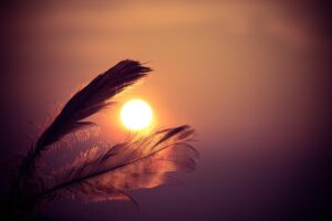 feathers, sunset, orange, evening, transparent, translucent, filigree, sunlight, glow, scene, nature, peaceful, peaceful, peaceful, peaceful, peaceful, peaceful