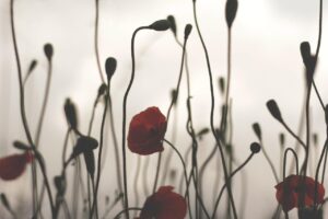 poppy, against, backlight, wild poppy, red, calm, wallpaper hd, flowers, flower wallpaper, wallpaper 4k, field, flower background, summer, windows wallpaper, free wallpaper, 4k wallpaper 1920x1080, cool wallpaper, beautiful nature, 4k wallpaper, wallpaper, background, beautiful wallpaper, nature, laptop wallpaper, sunset, poppy, poppy, hd wallpaper, full hd wallpaper, nature background, mac wallpaper, free background, calm, desktop backgrounds, cool wallpaper, nature wallpaper, cool backgrounds, cool wallpaper, beautiful flowers, cool wallpaper, cool wallpaper, cool wallpaper